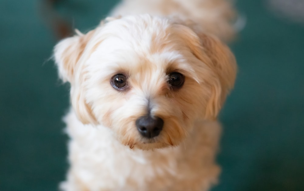 a close up of a small white dog