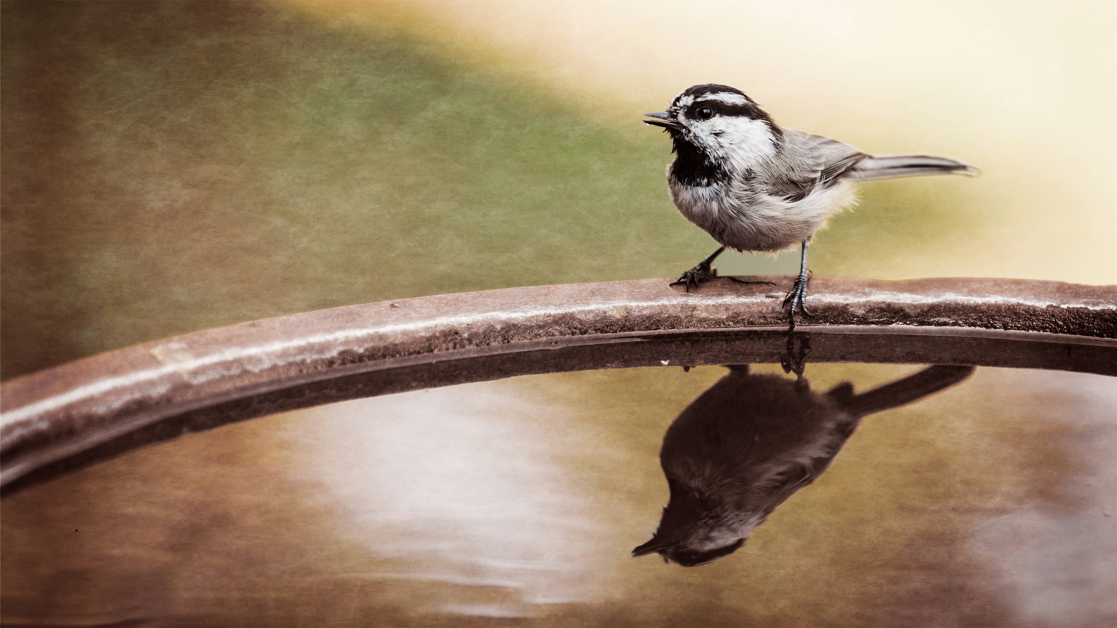 birdbath in california 