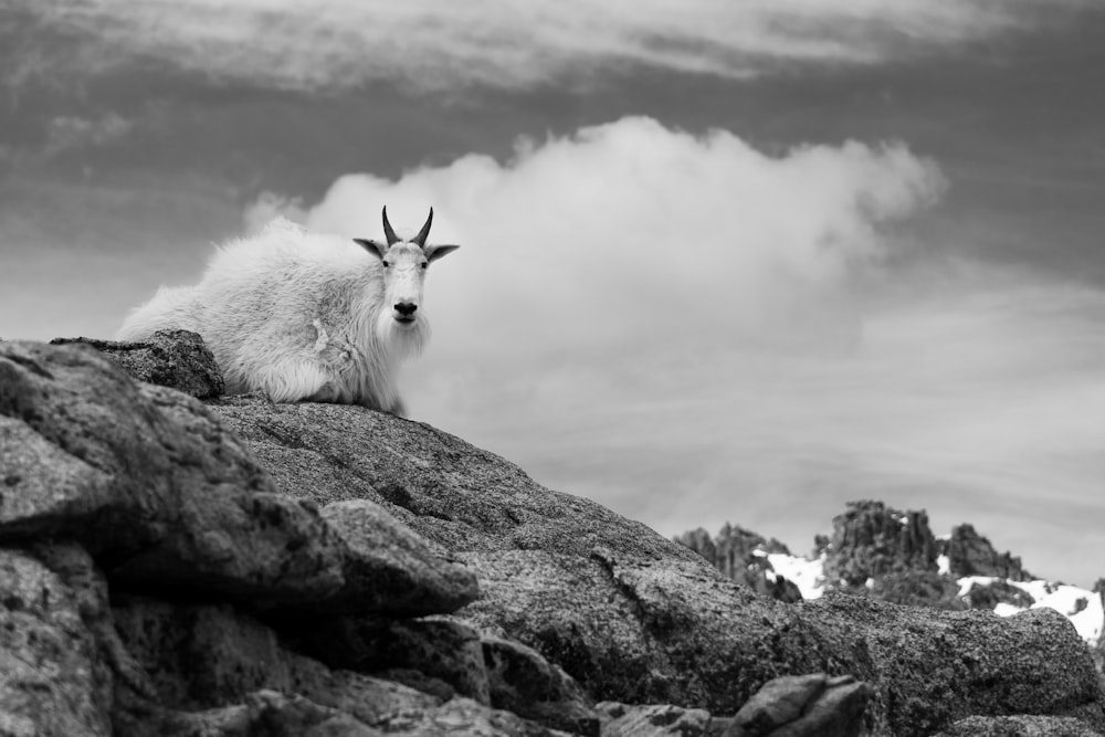 a mountain goat sitting on top of a large rock