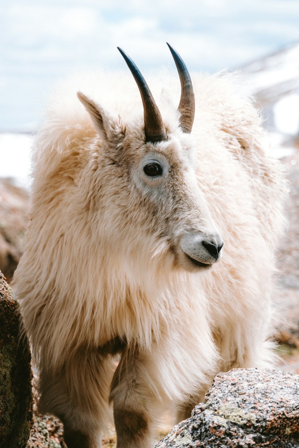 a mountain goat standing on top of a rocky hillside