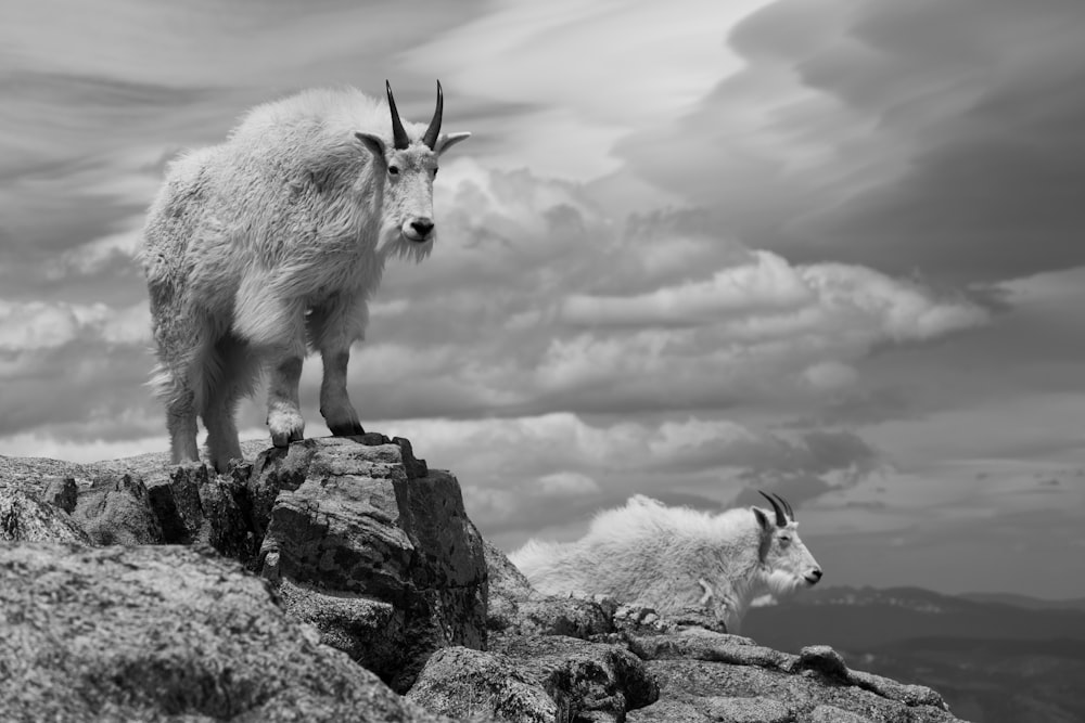 a mountain goat standing on top of a rocky cliff
