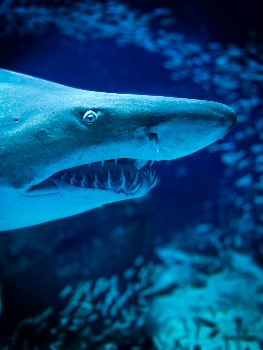 a close up of a shark with its mouth open