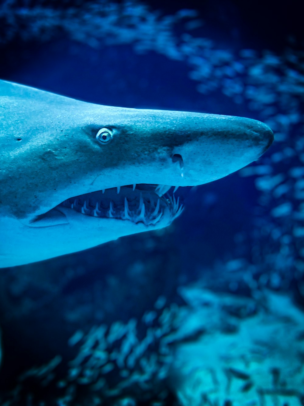 Un primer plano de un tiburón con la boca abierta
