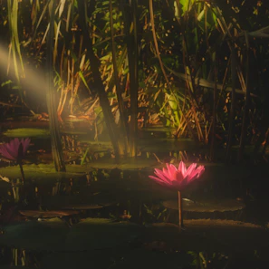 A lush arrangement of exotic water lilies in full bloom against dark water.