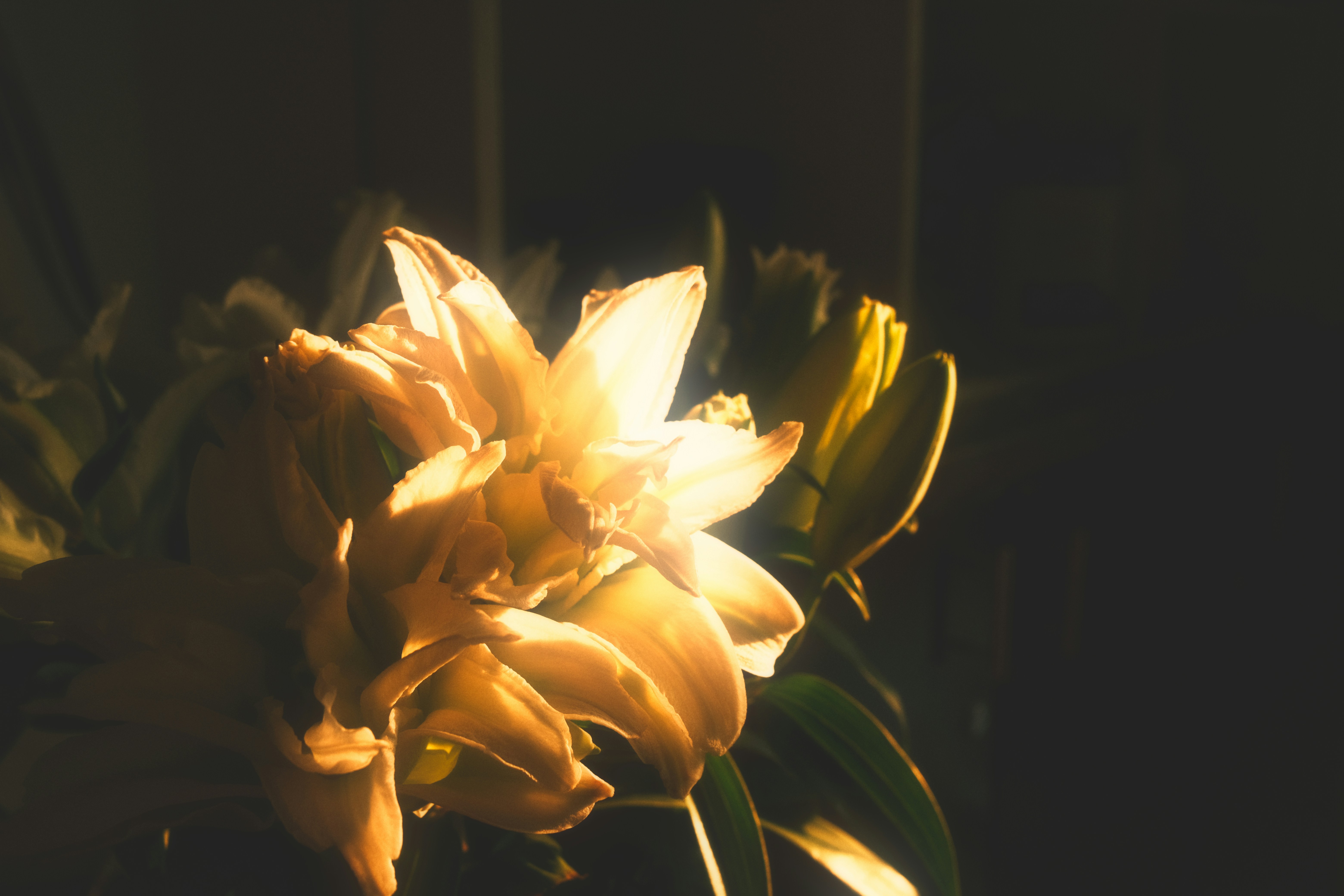 Golden warm light on blurred flower petals, triumphant and tender, crowning atmosphere