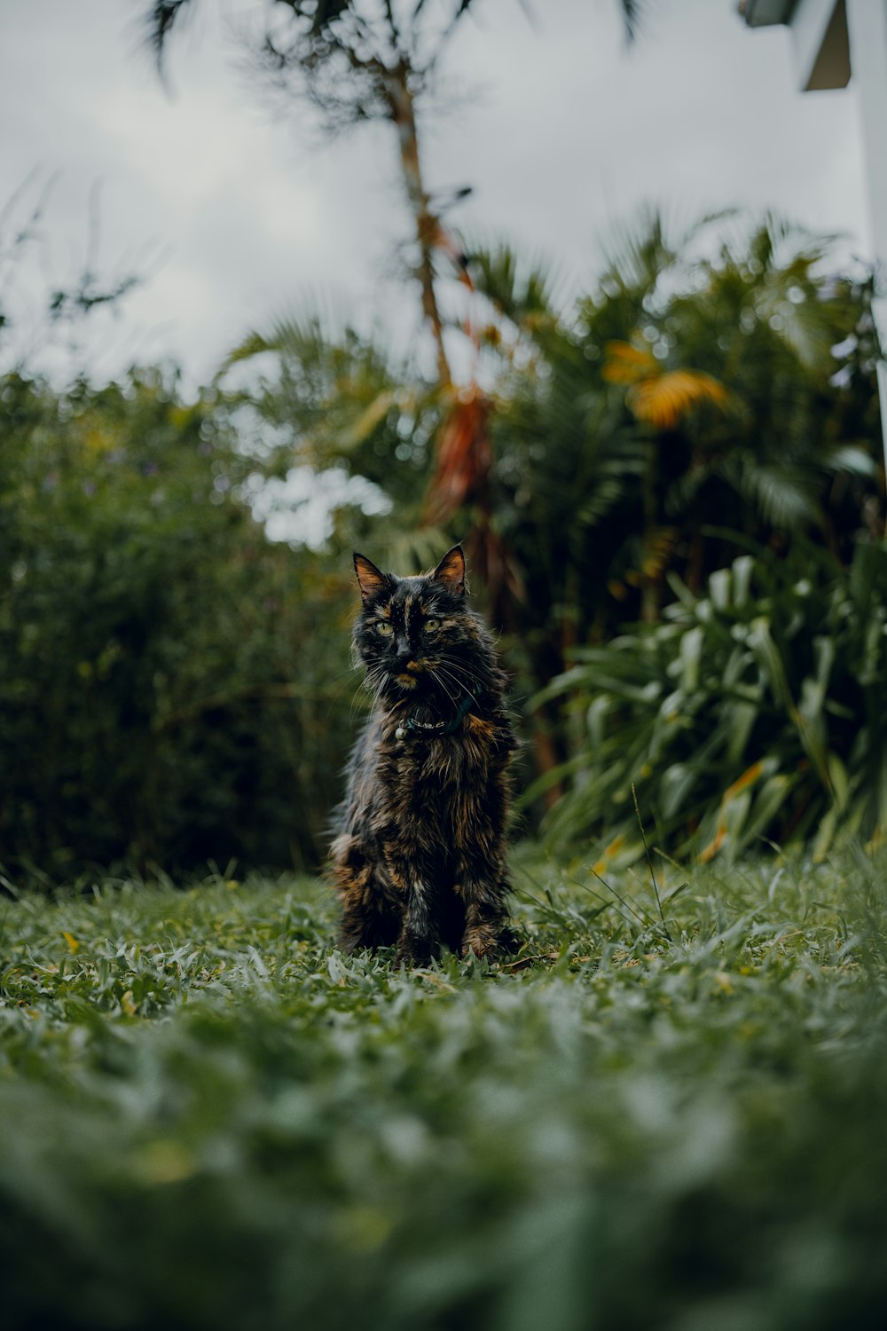 a cat sitting in the middle of a field