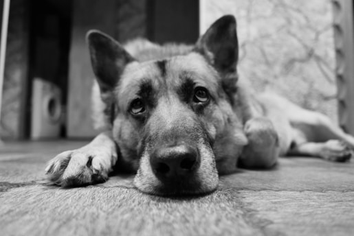a black and white photo of a dog laying on the floor