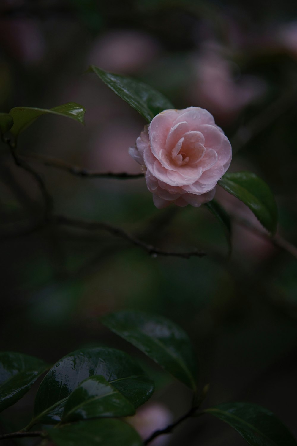 a pink flower is blooming on a tree branch