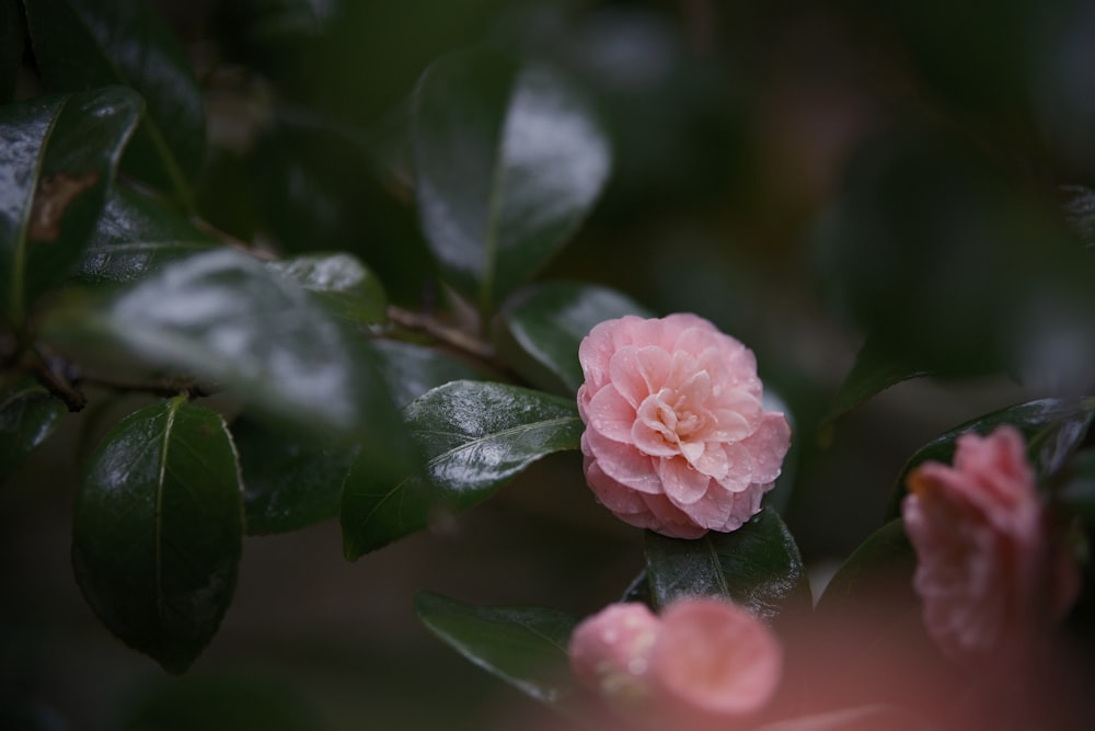 a pink flower is blooming on a tree branch