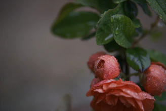 Close-up of a dozen fresh red roses with dew drops on the petals.