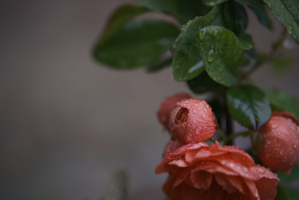 a close up of a flower with water droplets on it