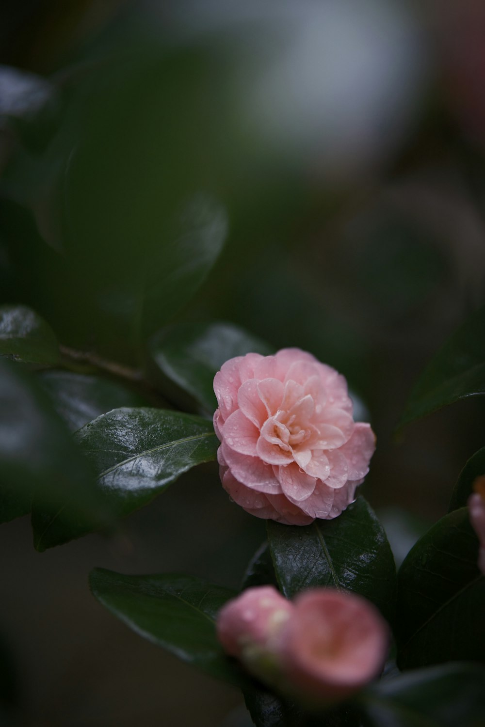 a pink flower with green leaves in the background