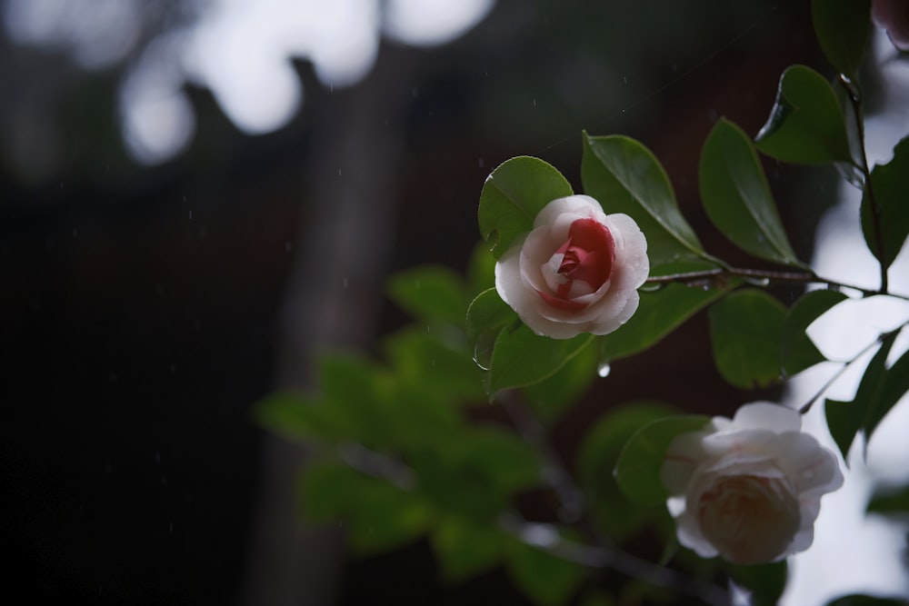 a close up of a flower on a tree branch