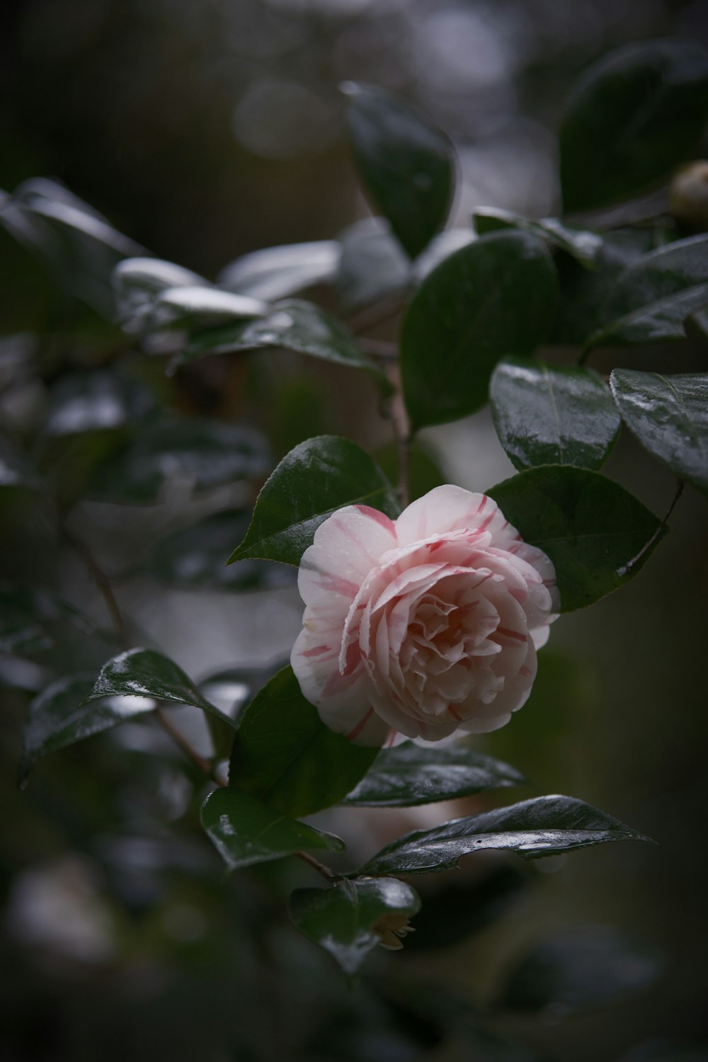 a pink flower is blooming on a tree branch