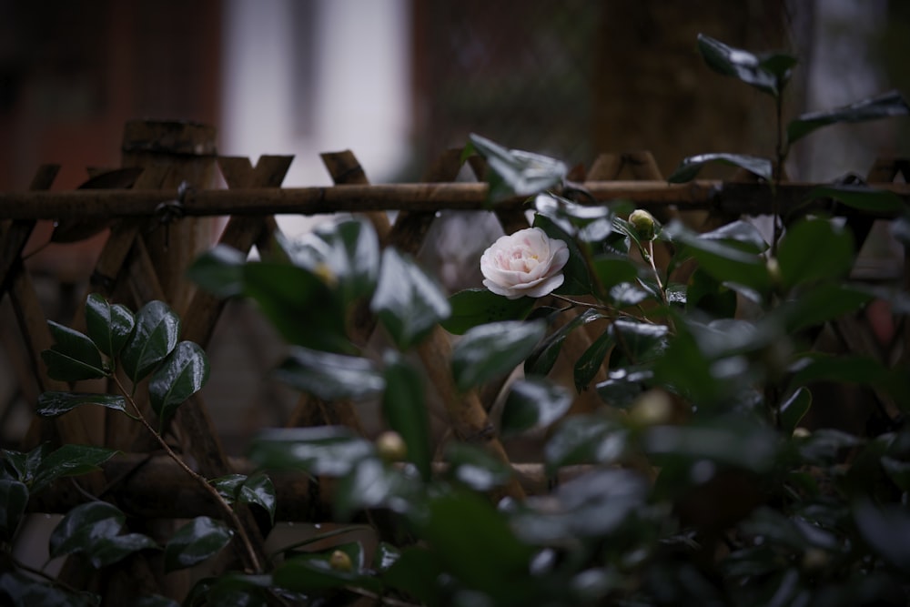 a white rose sitting on top of a bush