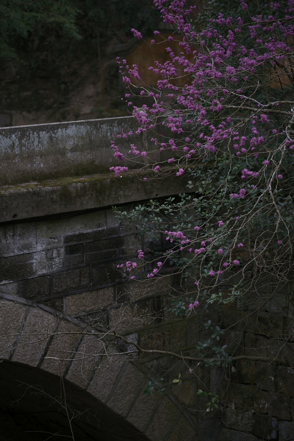 橋の近くで紫色の花を咲かせる木