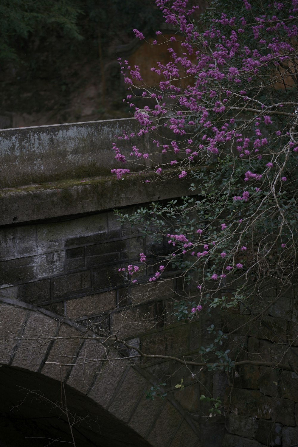 a tree with purple flowers near a bridge