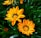 a group of orange and yellow flowers in a garden