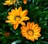a group of orange and yellow flowers in a garden