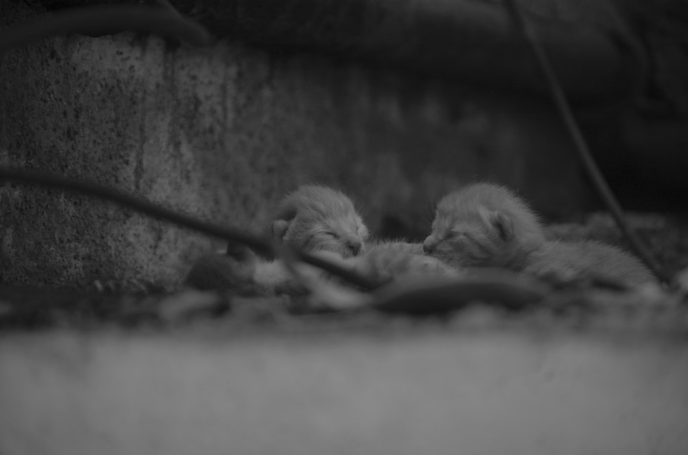 a couple of kittens that are laying down