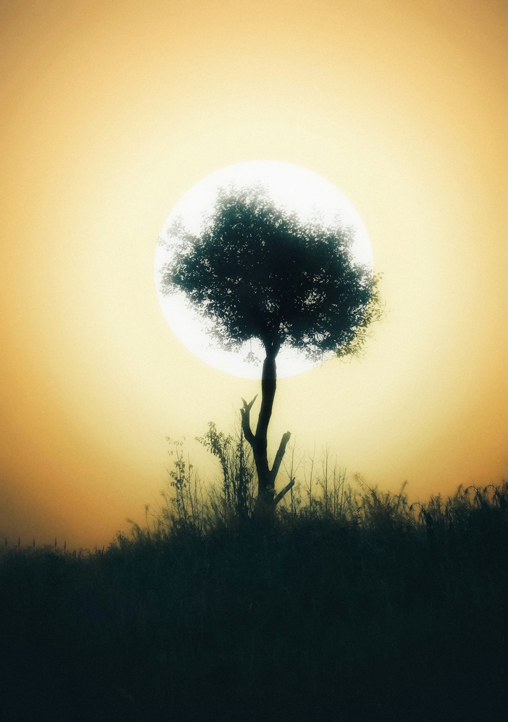 a lone tree is silhouetted against the setting sun