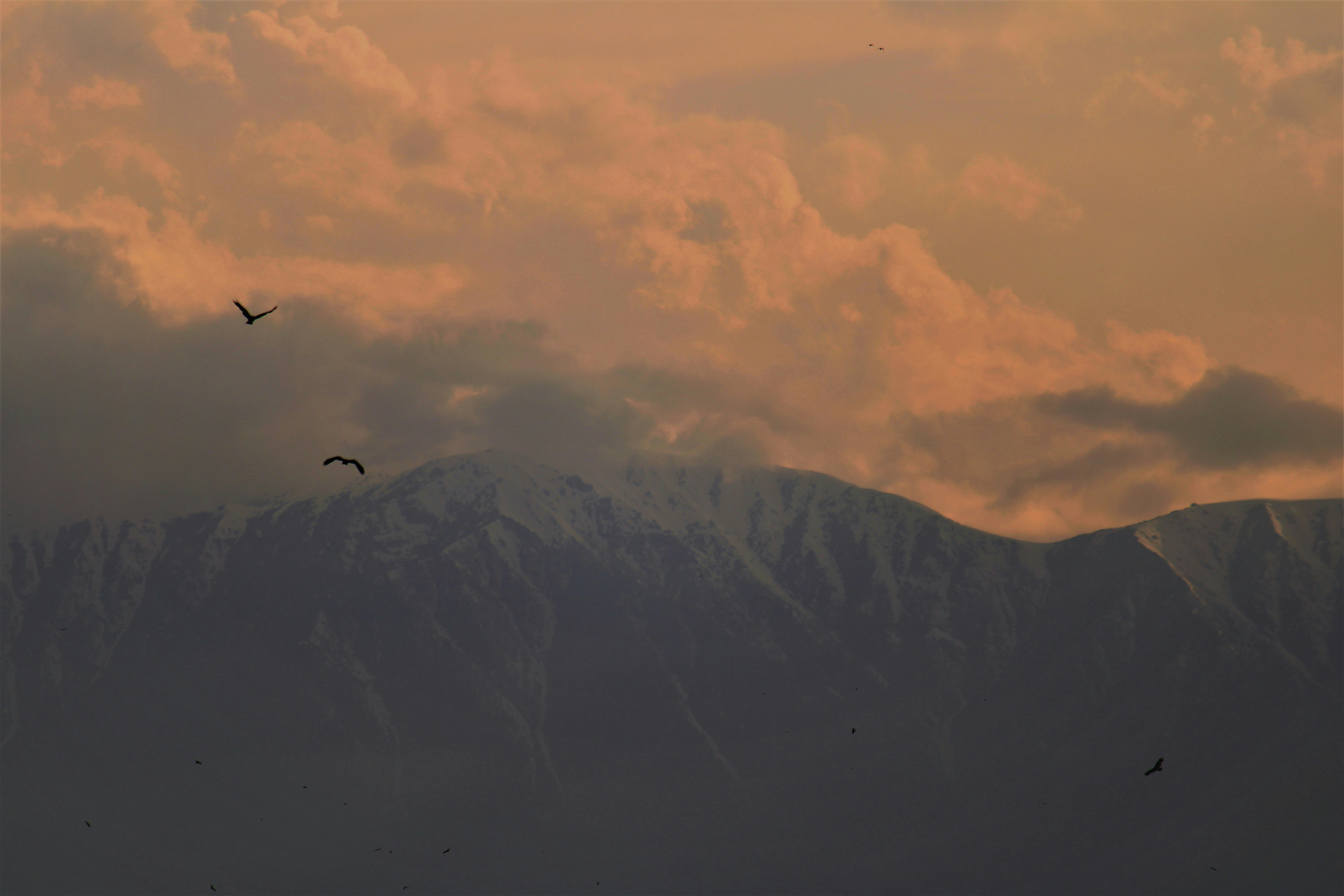 a flock of birds flying over a mountain range