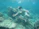 Smiling woman snorkeling near colorful coral reefs in crystal-clear waters