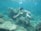 A person is snorkeling underwater surrounded by coral reefs. They are wearing a snorkel mask and giving a peace sign with their hand. The water is clear, allowing the intricate shapes and textures of the corals to be seen.
