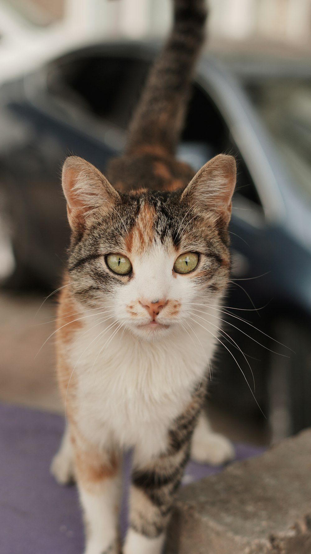 a cat walking on a sidewalk next to a parked car