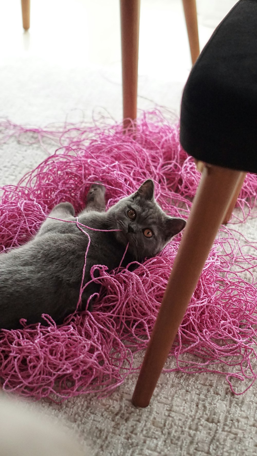 Un gato acostado sobre una pila de hilo rosa