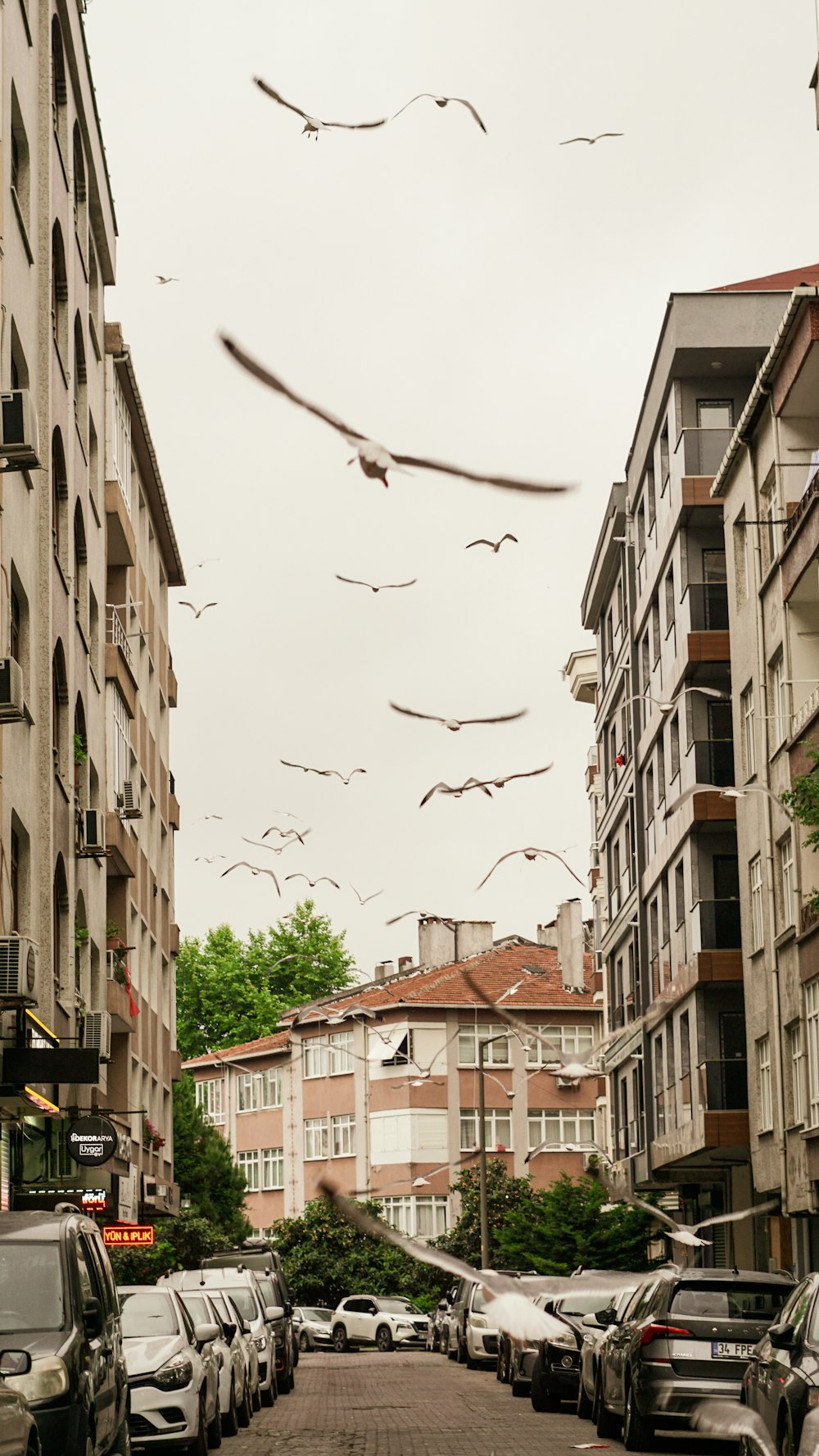 a group of birds flying over a city street