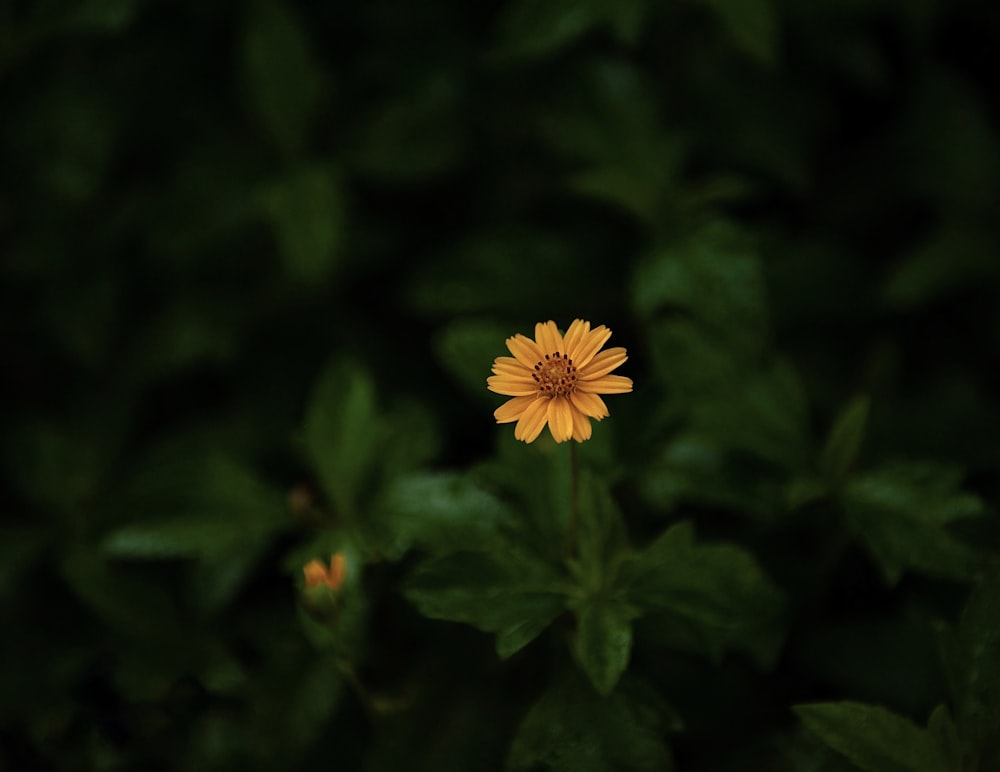 a single yellow flower with green leaves in the background