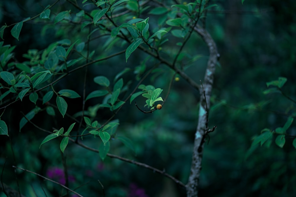 a leafy tree branch with a green leaf on it