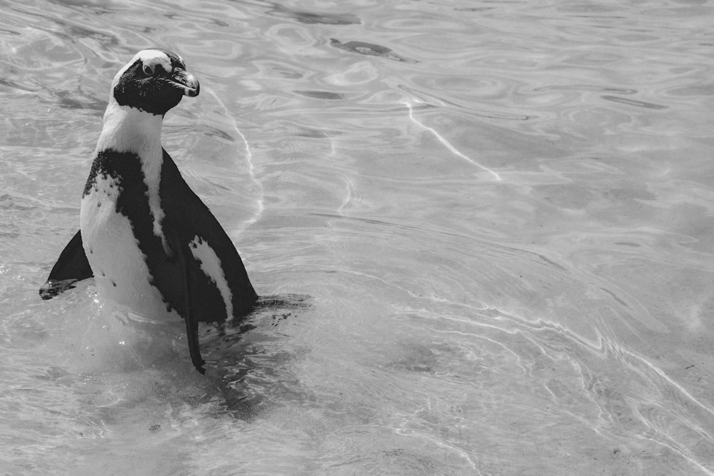 a black and white photo of a penguin in the water