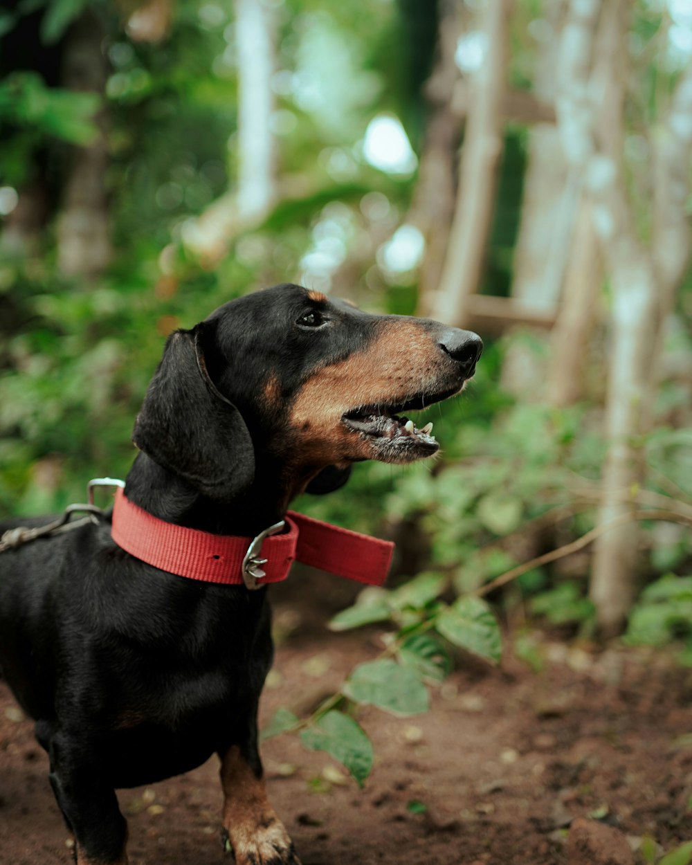 a black and brown dog standing on top of a forest