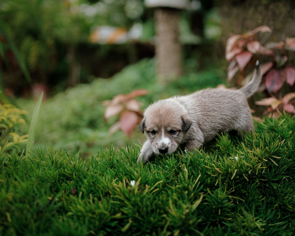 a small puppy walking through a lush green field