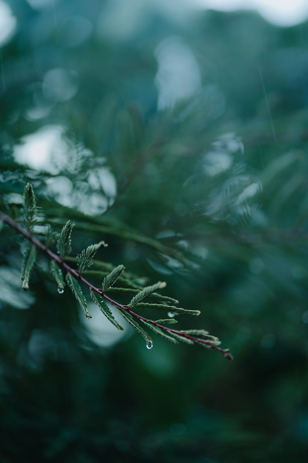 a branch of a pine tree with drops of water on it