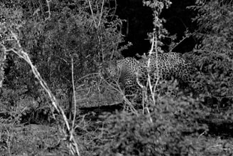 A leopard is camouflaged within the dense foliage of a forest. Its spotted coat blends with the intricate patterns of shadows and leaves. The environment is lush with branches and vegetation, creating a natural and wild setting.