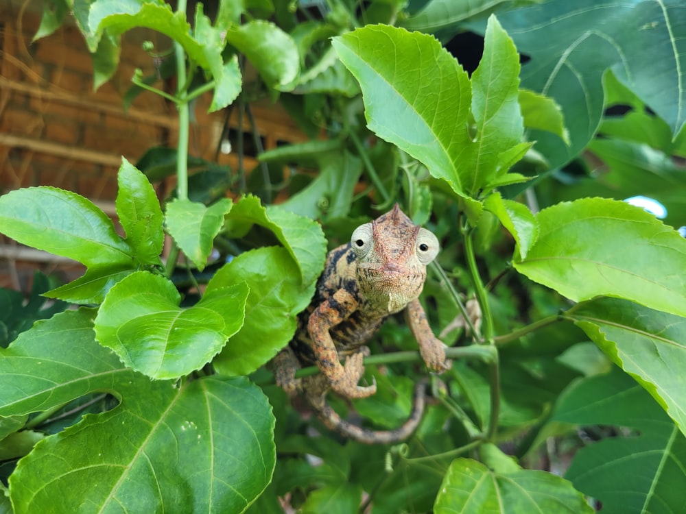 a small lizard sitting on top of a leaf covered tree