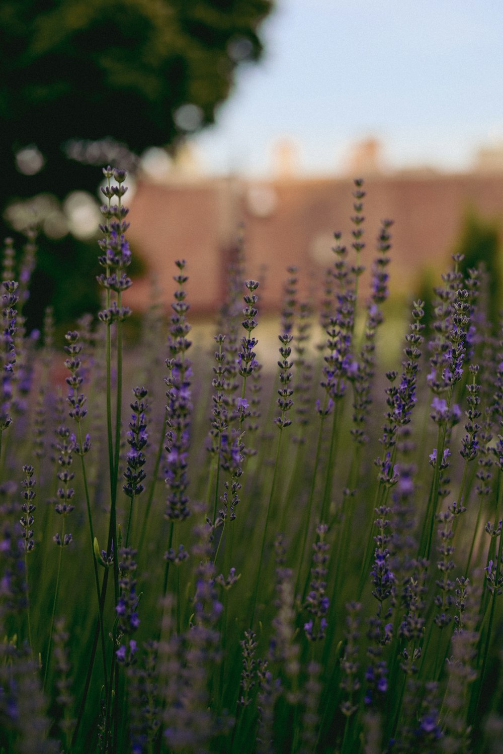 a field of lavender flowers with a house in the background