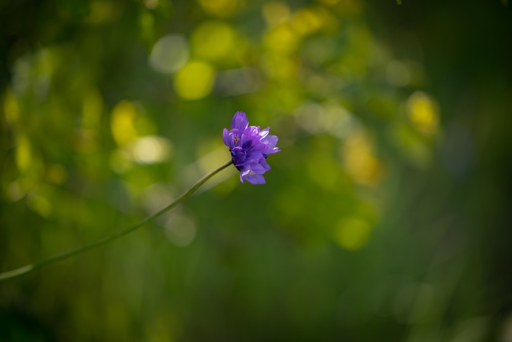 a single purple flower with a blurry background