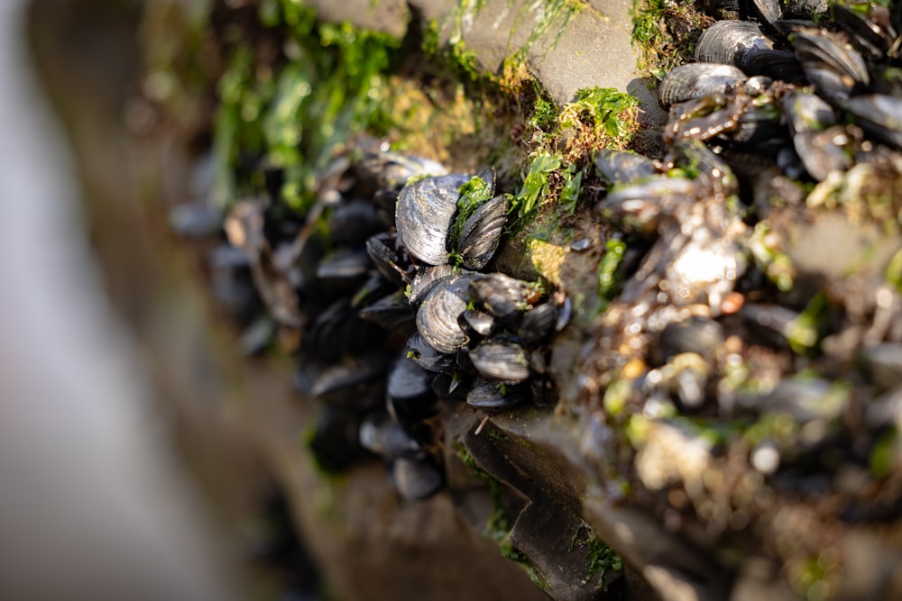 a close up of a bunch of mussels on a rock