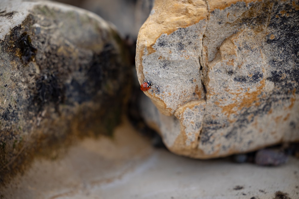 a bug crawling on a rock in the sun