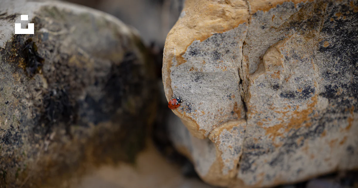 Bug Rocks Summer A bug crawling on a rock in the sun photo – Free Goleta Image on Unsplash