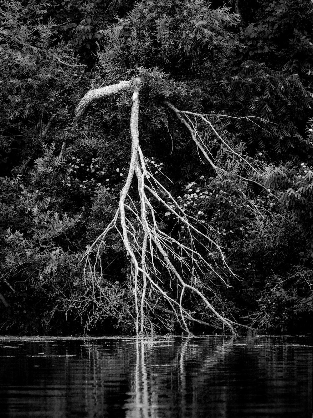 a black and white photo of a tree in the water
