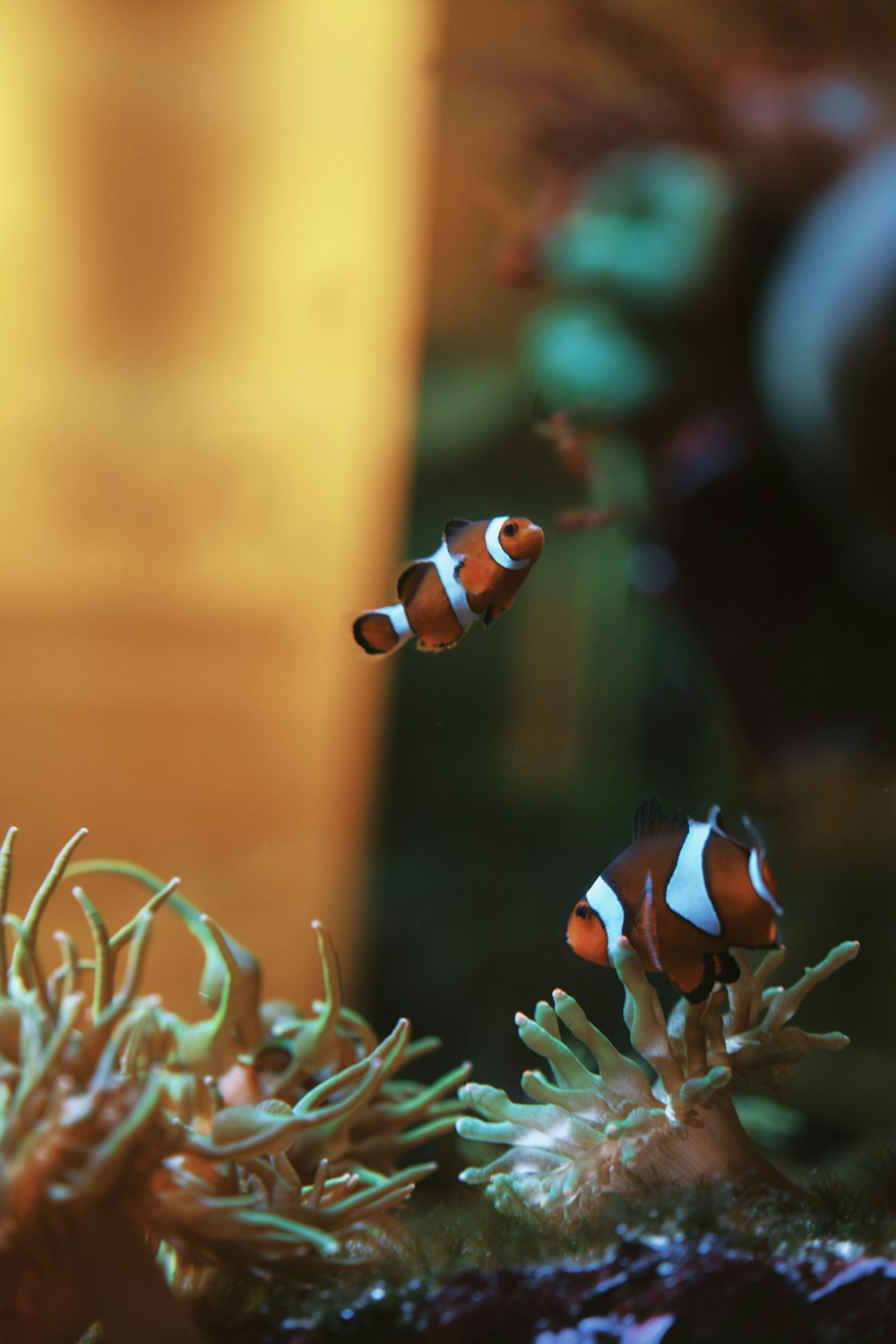 Un par de peces payaso nadando en un acuario