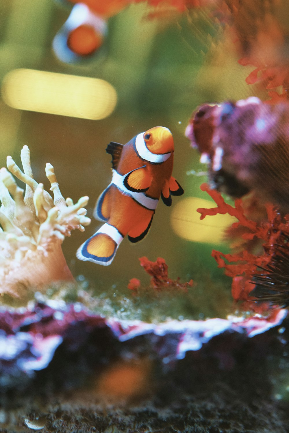 a clown fish swimming in an aquarium