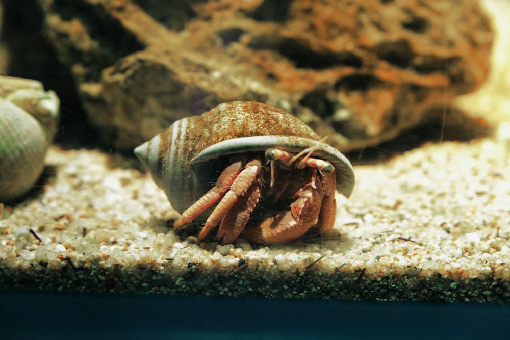 a close up of a shell on a rock