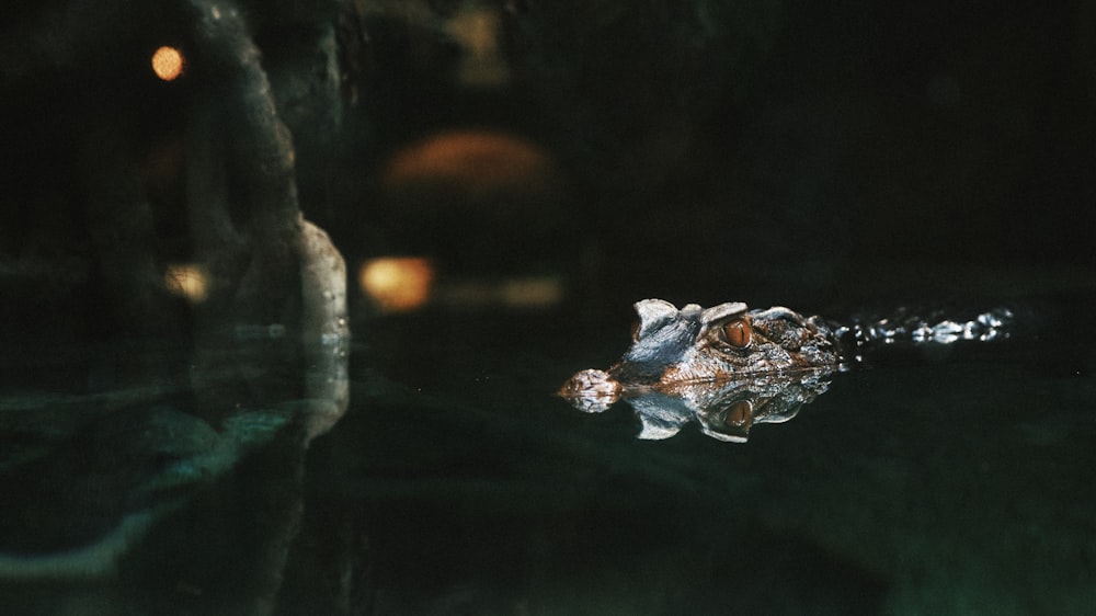 Un pequeño caimán nadando en un charco de agua