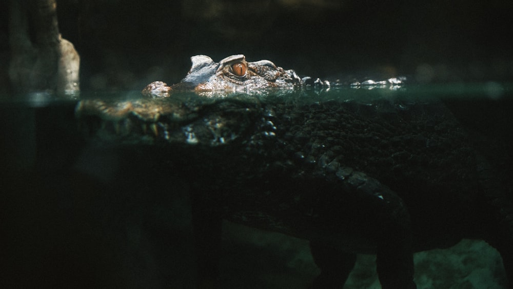 a close up of an alligator in the water